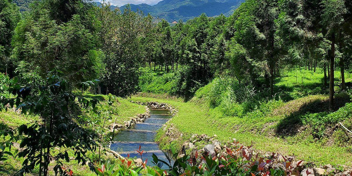 生命之水，自山林而來